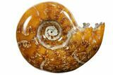 Polished, Agatized Ammonite (Cleoniceras) - Madagascar #110504-1